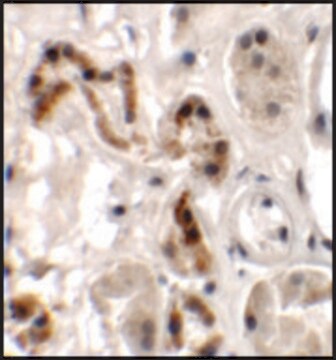 Anti-DBX1 antibody produced in rabbit affinity isolated antibody