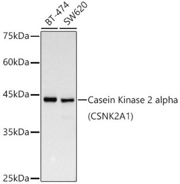 Przeciwciało przeciw [KD Validated] kinazie kazeinowej 2 alfa (CSNK2A1), klon 2P3M7, królicze monoklonalne