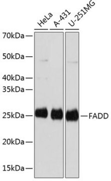 Anti-FADD Antibody, clone 5L2O10, Rabbit Monoclonal