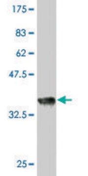 Monoclonal Anti-RAPGEF2 antibody produced in mouse clone 1E8, purified immunoglobulin, buffered aqueous solution