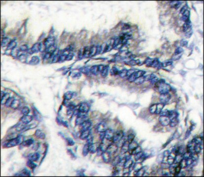 Anti-DCAMKL1 (C-term) antibody produced in rabbit IgG fraction of antiserum, buffered aqueous solution