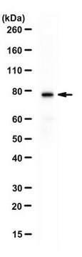 Anti-Ash2L Antibody serum, from rabbit