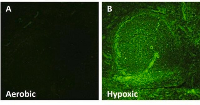 Anti-EF5 Antibody, clone ELK3-51 Antibody, Alexa Fluor&#8482; 488 conjugate clone ELK3-51, from mouse, ALEXA FLUOR&#8482; 488