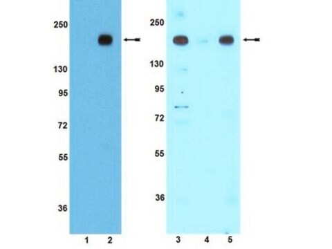 Anticorpo anti-fosfo-IRS1 (Tyr608, topo) / (Tyr612, uomo) Upstate&#174;, from rabbit