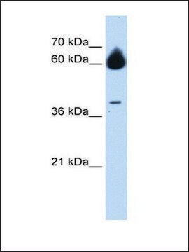 Anti-MMP23B antibody produced in rabbit affinity isolated antibody