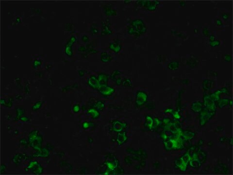 Monoklonalne przeciwciało przeciwkołańcuchom lekkim Kappa i Lambda szczura- FITC clone RT-39/RL-6, purified immunoglobulin, buffered aqueous solution