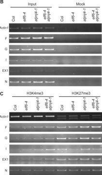 Anticorps anti-triméthyl-histone H3 (Lys4) Upstate&#174;, from rabbit