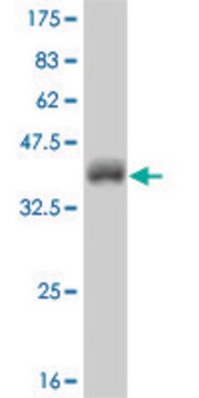 Monoclonal Anti-NEUROG2 antibody produced in mouse clone 2A8, purified immunoglobulin, buffered aqueous solution