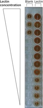 レクチン ハリエニシダ(Ulex europaeus)由来 biotin conjugate, lyophilized powder