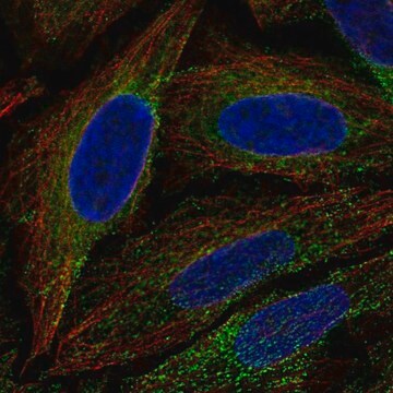 Anti-ESYT1 antibody produced in rabbit Prestige Antibodies&#174; Powered by Atlas Antibodies, affinity isolated antibody