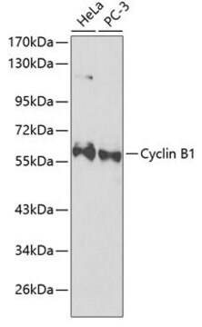 Anti-Cyclin B1 antibody produced in rabbit