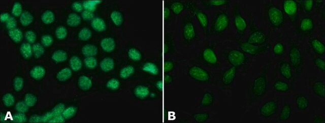 抗ヒストンH3 (N-末端) ウサギ宿主抗体 affinity isolated antibody, buffered aqueous solution