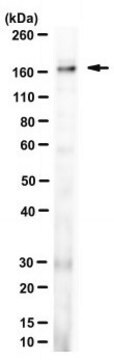 Anti-ASXL1 Antibody, clone 12F9