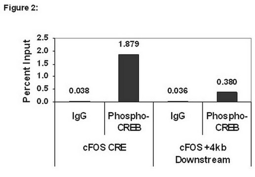 ChIPAb+ Phospho-CREB (Ser133) - ChIP Validated Antibody and Primer Set from rabbit