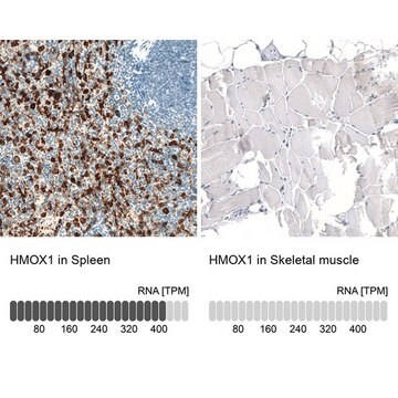 Monoclonal Anti-HMOX1 antibody produced in mouse Prestige Antibodies&#174; Powered by Atlas Antibodies, clone CL11669, purified immunoglobulin, buffered aqueous glycerol solution