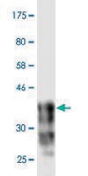 Monoclonal Anti-CDH18 antibody produced in mouse clone 4H2, purified immunoglobulin, buffered aqueous solution