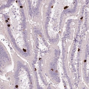 抗HTR3E抗体 ウサギ宿主抗体 Prestige Antibodies&#174; Powered by Atlas Antibodies, affinity isolated antibody, buffered aqueous glycerol solution