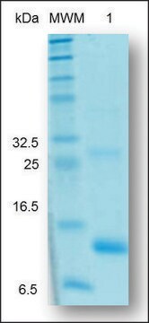 Activin A active human Animal-component free, recombinant, expressed in Nicotiana, &gt;97% (SDS-PAGE)