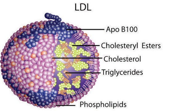 Lipoprotein, niedrige Dichte aus Humanplasma &#8805;95% (SDS-PAGE), solution