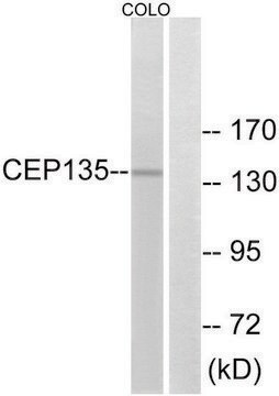 Anti-CEP135 antibody produced in rabbit affinity isolated antibody