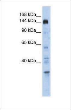 抗PER2抗体 ウサギ宿主抗体 affinity isolated antibody