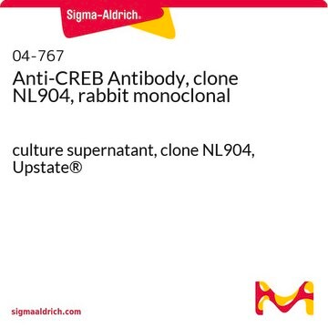 Anti-CREB Antibody, clone NL904, rabbit monoclonal culture supernatant, clone NL904, Upstate&#174;