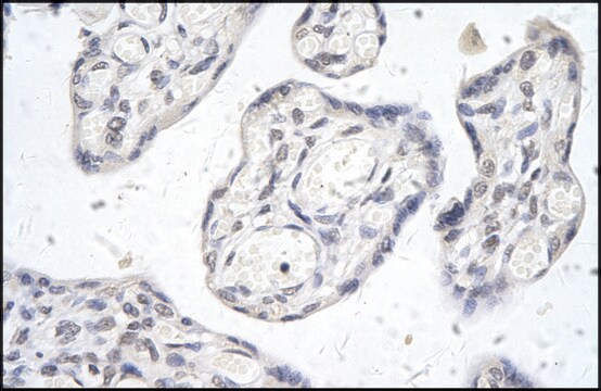 Anti-SIDT2 antibody produced in rabbit affinity isolated antibody