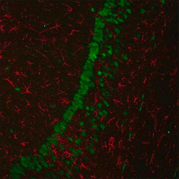 Anti-Rabbit IgG (H+L), F(ab&#8242;)2 fragment, CF&#8482;680 antibody produced in goat ~2&#160;mg/mL, affinity isolated antibody, buffered aqueous solution