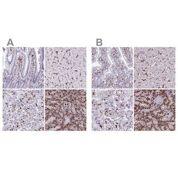 Anty-CD163 Prestige Antibodies&#174; Powered by Atlas Antibodies, affinity isolated antibody, buffered aqueous glycerol solution