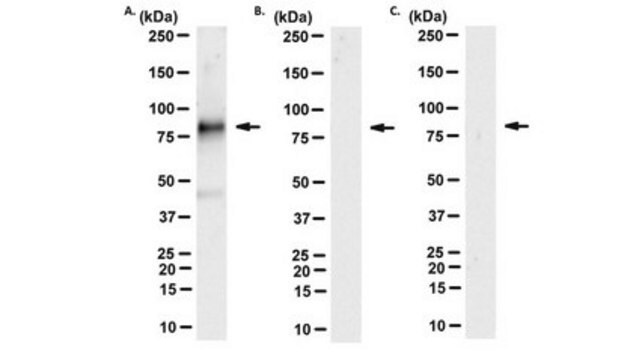 Anti-phospho-NHE3 (Ser552) Antibody, clone 14D5 clone 14D5, from mouse