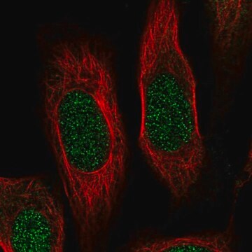 Anti-RPS19 antibody produced in rabbit Prestige Antibodies&#174; Powered by Atlas Antibodies, affinity isolated antibody