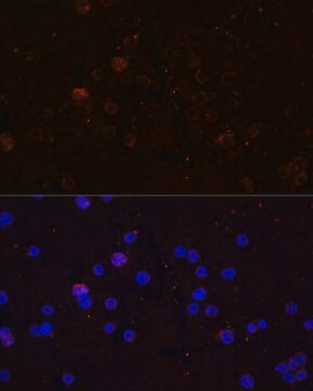 Anti-CD86 antibody produced in rabbit