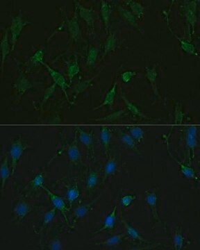 Anti-TRPV1 antibody produced in rabbit