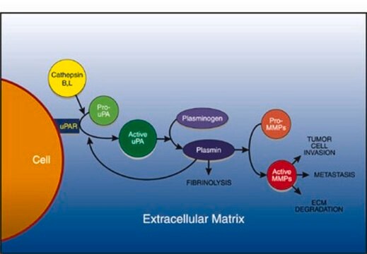 uPA活性检测试剂盒 The uPA Activity Assay Kit provides a quick, efficient &amp; sensitive system for evaluation of uPA activity &amp; for screening of uPA inhibitors.