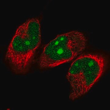 Anti-NVL antibody produced in rabbit Prestige Antibodies&#174; Powered by Atlas Antibodies, affinity isolated antibody