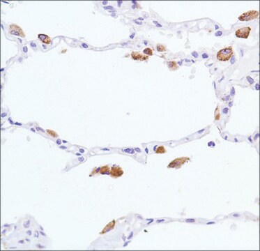 Anti-INOS antibody, Rabbit monoclonal clone SP126, recombinant, expressed in proprietary host, affinity isolated antibody