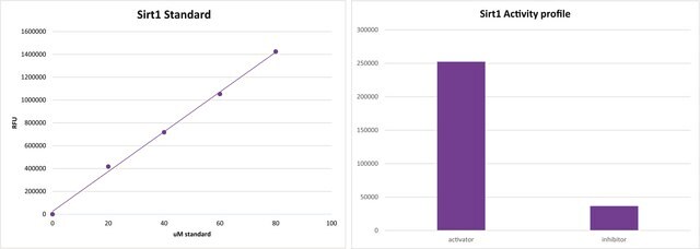 SIRT1 アッセイキット sufficient for 100&#160;assays