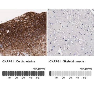 抗CKAP4 ウサギ宿主抗体 Ab1, Prestige Antibodies&#174; Powered by Atlas Antibodies, affinity isolated antibody, buffered aqueous glycerol solution