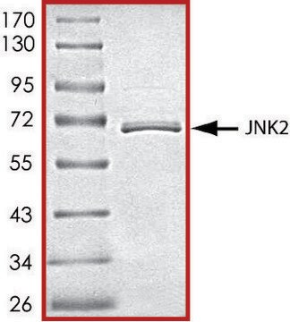 JNK2, active, GST tagged human PRECISIO&#174; Kinase, recombinant, expressed in baculovirus infected Sf9 cells, &#8805;70% (SDS-PAGE), buffered aqueous glycerol solution