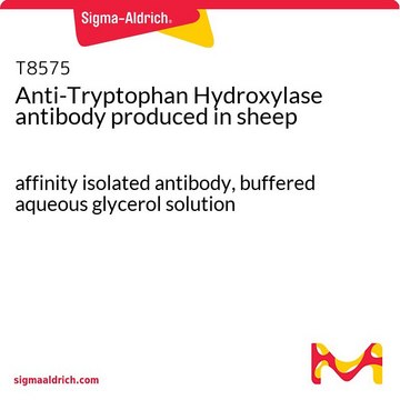 抗-色氨酸羟化酶 绵羊抗 affinity isolated antibody, buffered aqueous glycerol solution