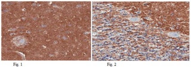 Anti-Apolipoprotein E4 (ApoE4) Antibody, clone 4E4 clone 4E4, from mouse