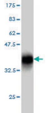 Monoclonal Anti-NBL1 antibody produced in mouse clone 2G4, purified immunoglobulin, buffered aqueous solution