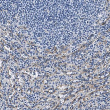 Anti-FCGRT antibody produced in rabbit Prestige Antibodies&#174; Powered by Atlas Antibodies, affinity isolated antibody, buffered aqueous glycerol solution