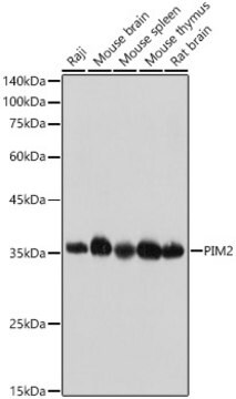 Anti-PIM2 Antibody, clone 3V1S5, Rabbit Monoclonal