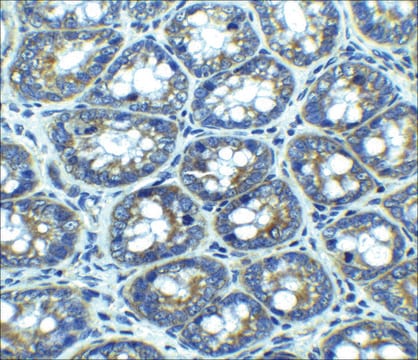 抗-LAMP-1 ウサギ宿主抗体 affinity isolated antibody, buffered aqueous solution