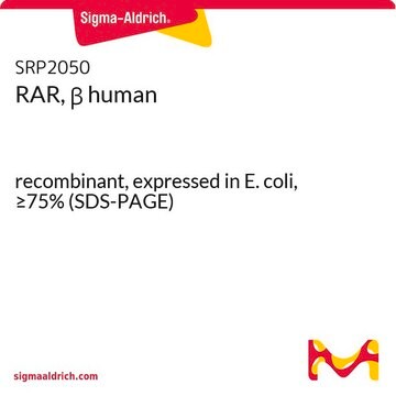 RAR, &#946; human recombinant, expressed in E. coli, &#8805;75% (SDS-PAGE)