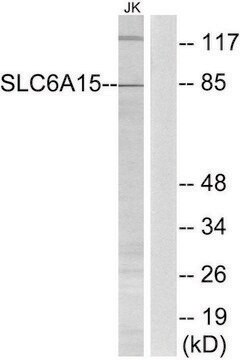 Anti-SLC6A15 antibody produced in rabbit affinity isolated antibody