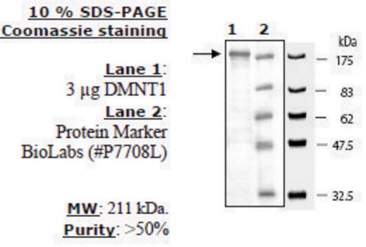 DNMT1 Active human recombinant, expressed in baculovirus infected insect cells, &#8805;50% (SDS-PAGE)