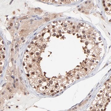 Anti-PSMA6 antibody produced in rabbit Prestige Antibodies&#174; Powered by Atlas Antibodies, affinity isolated antibody, buffered aqueous glycerol solution