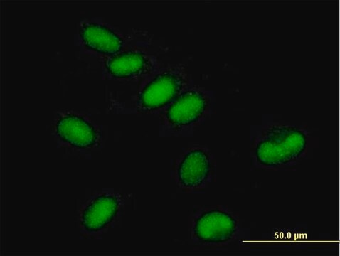 Anti-GTF2E1 antibody produced in mouse purified immunoglobulin, buffered aqueous solution